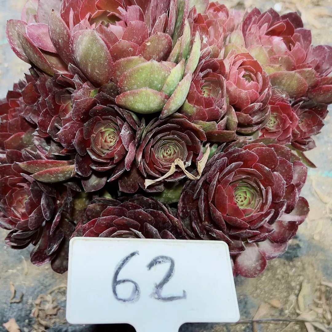 多肉植物红魔法师