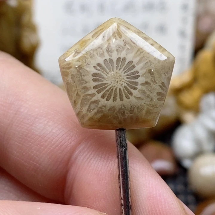颈饰未镶嵌硅化珊瑚（珊瑚玉）