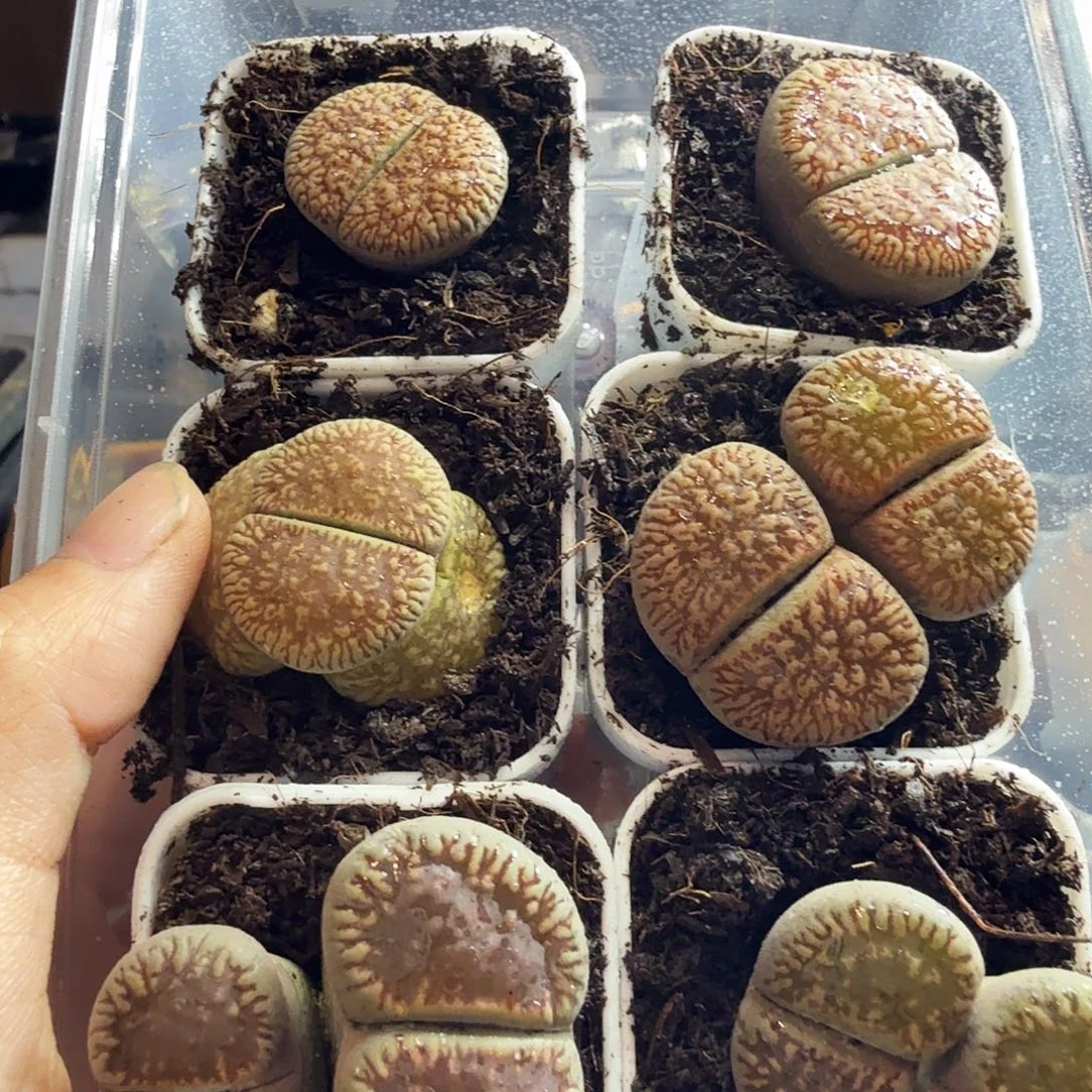 大****多肉葡萄的季节性165