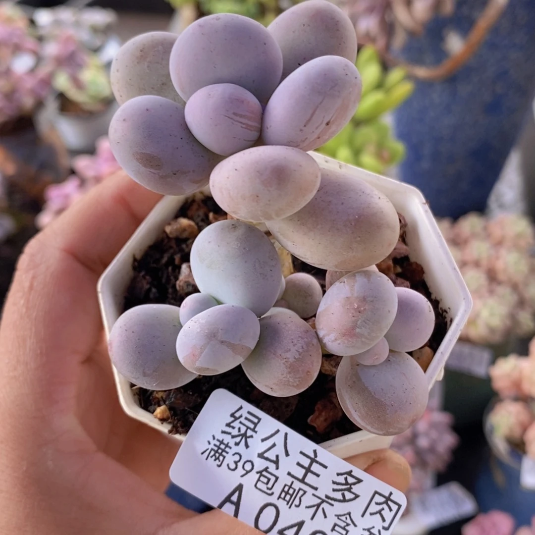 水光针奶酪6cm040多肉植物