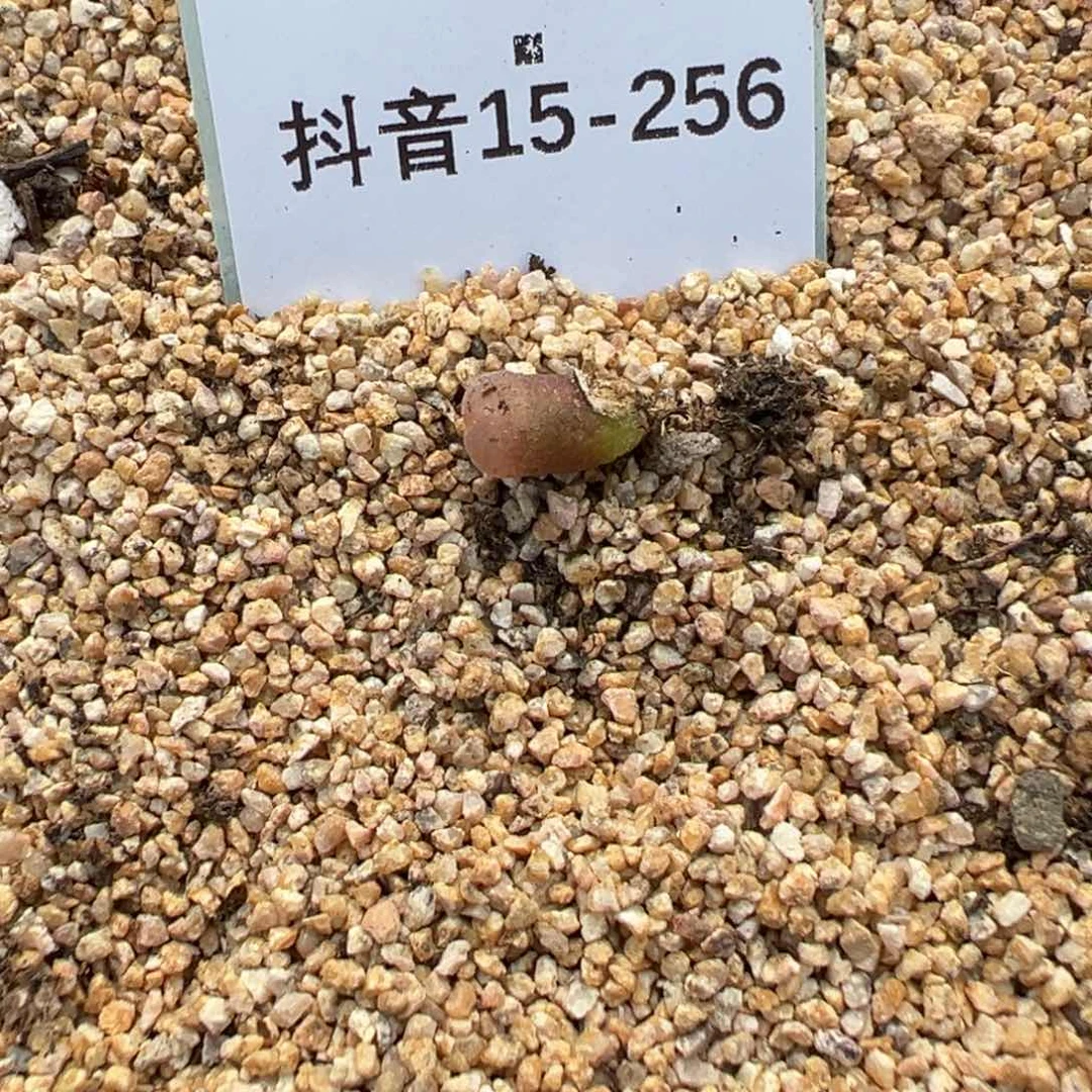 15-256量拍y345极光风铃一颗