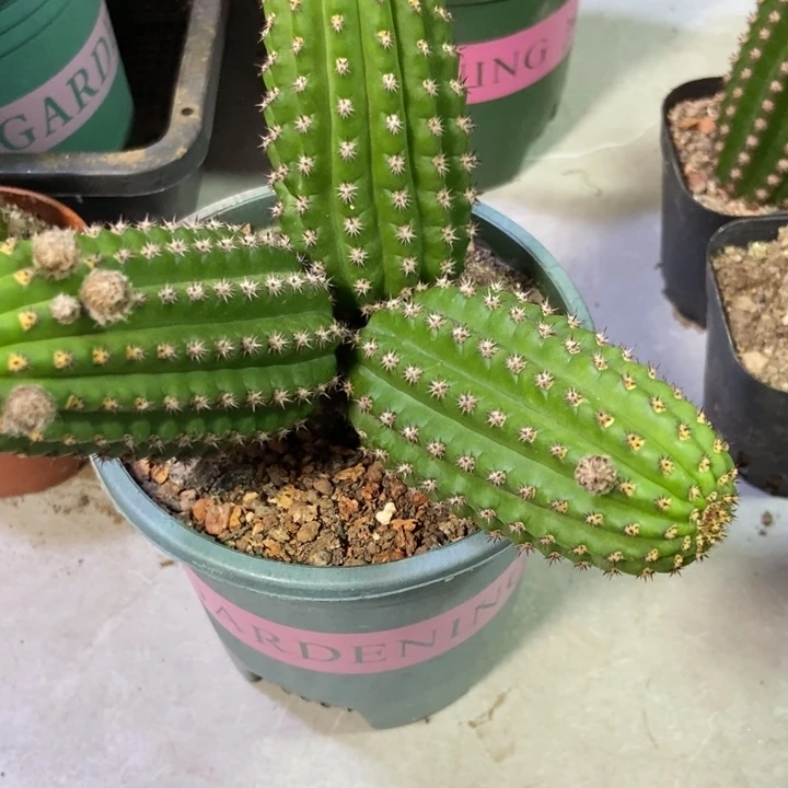 余***余仙人球金四一物一拍带盆土