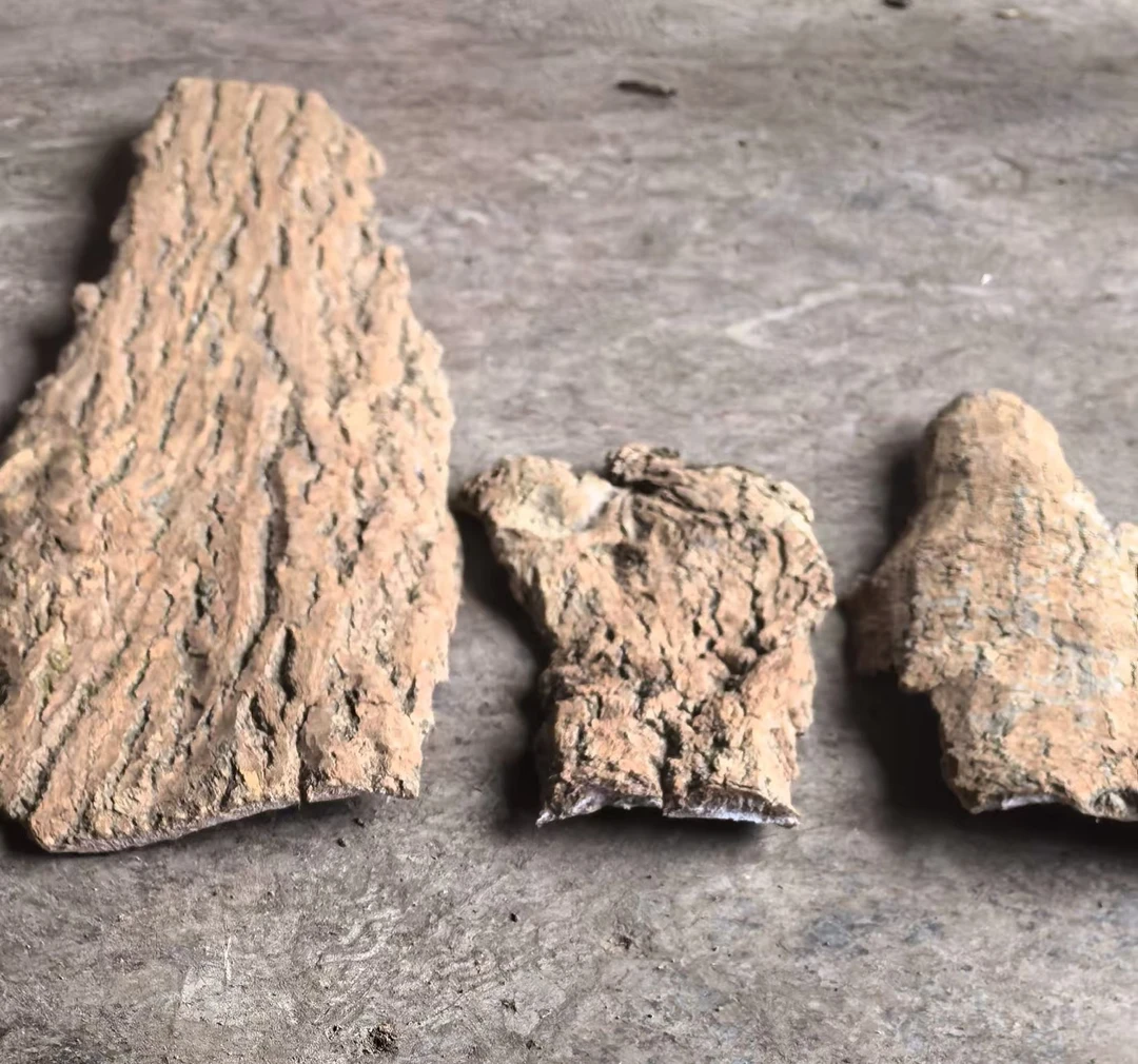 山里的老树   可泡水  可煲汤