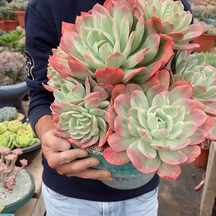 一物一拍多肉植物绮罗石化金缀