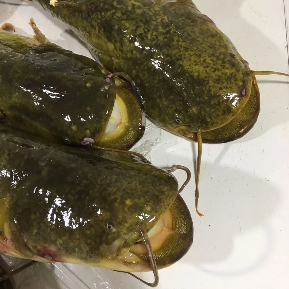 （青青）鄱阳鲜鱼 鲶鱼