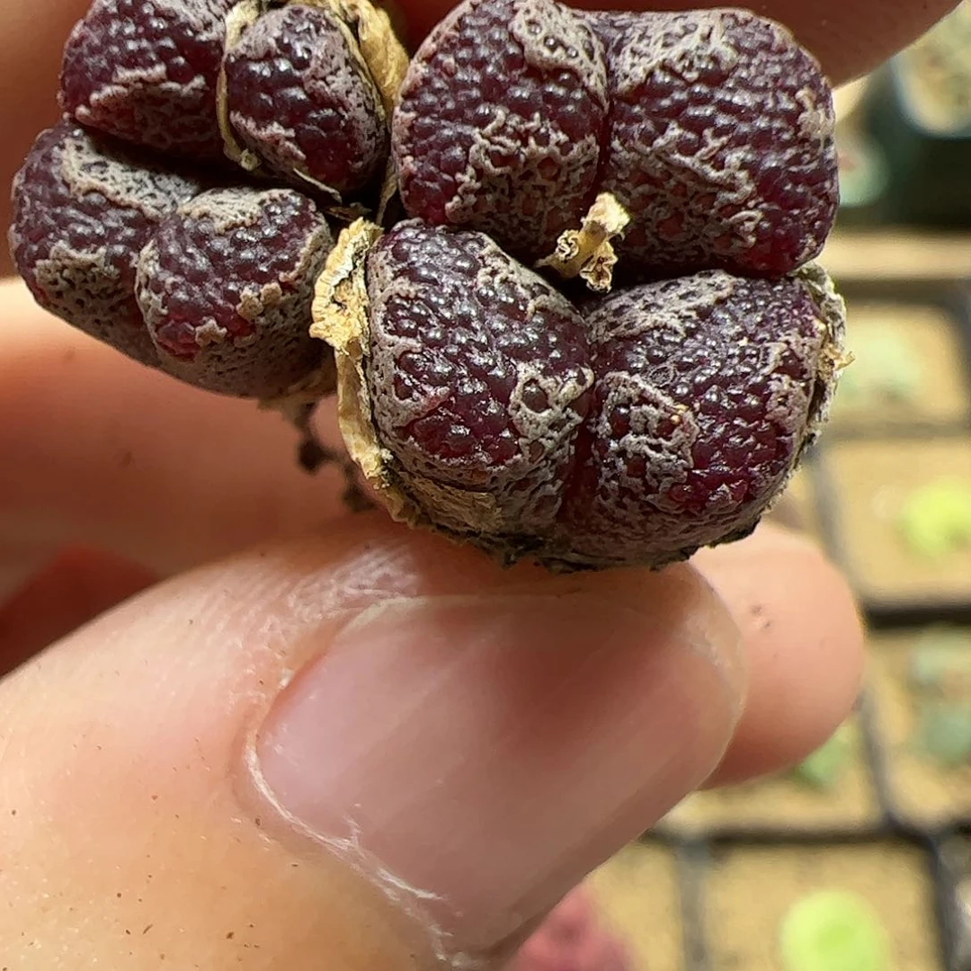 【闪购商品】319 蝴蝶