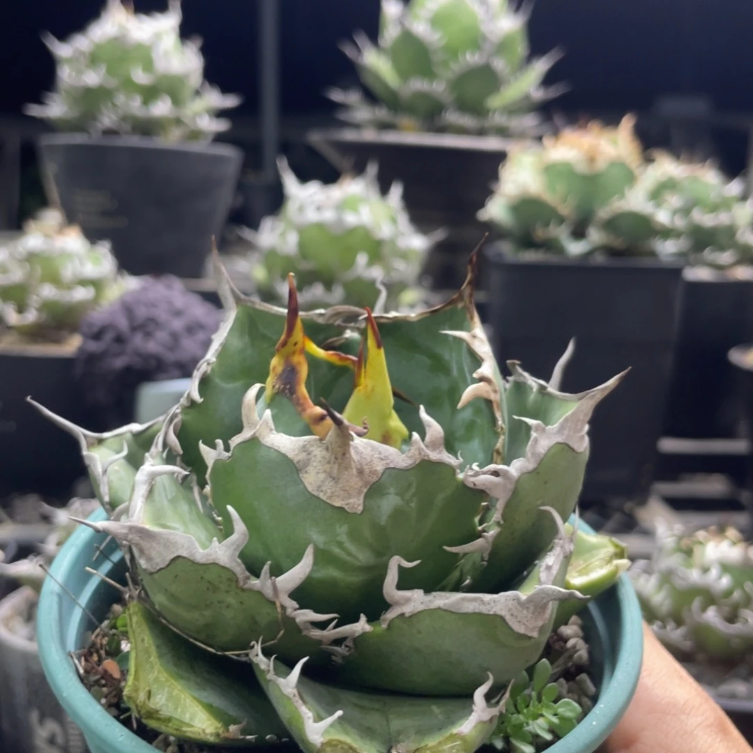 正白88888888888888