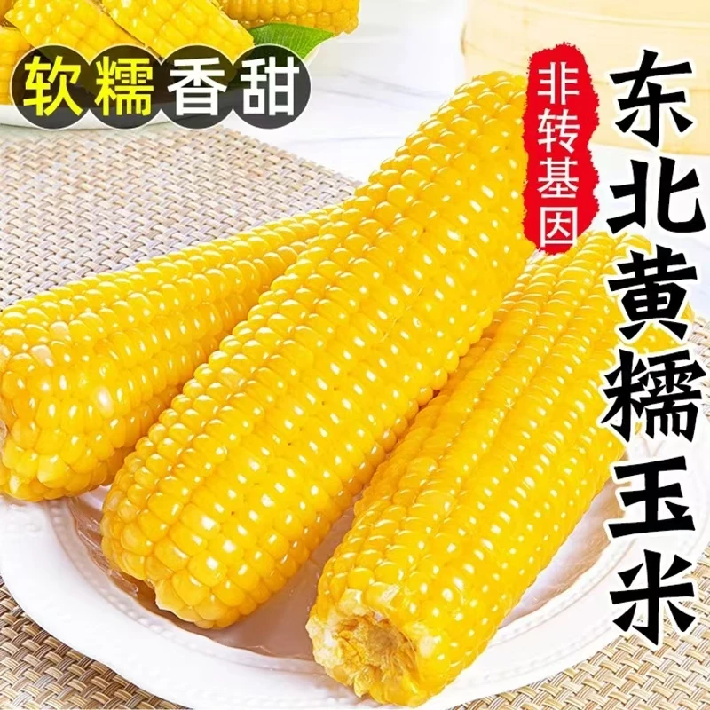 24年新东北黄糯黏玉米真空包装甜糯10根整箱6.5-7斤