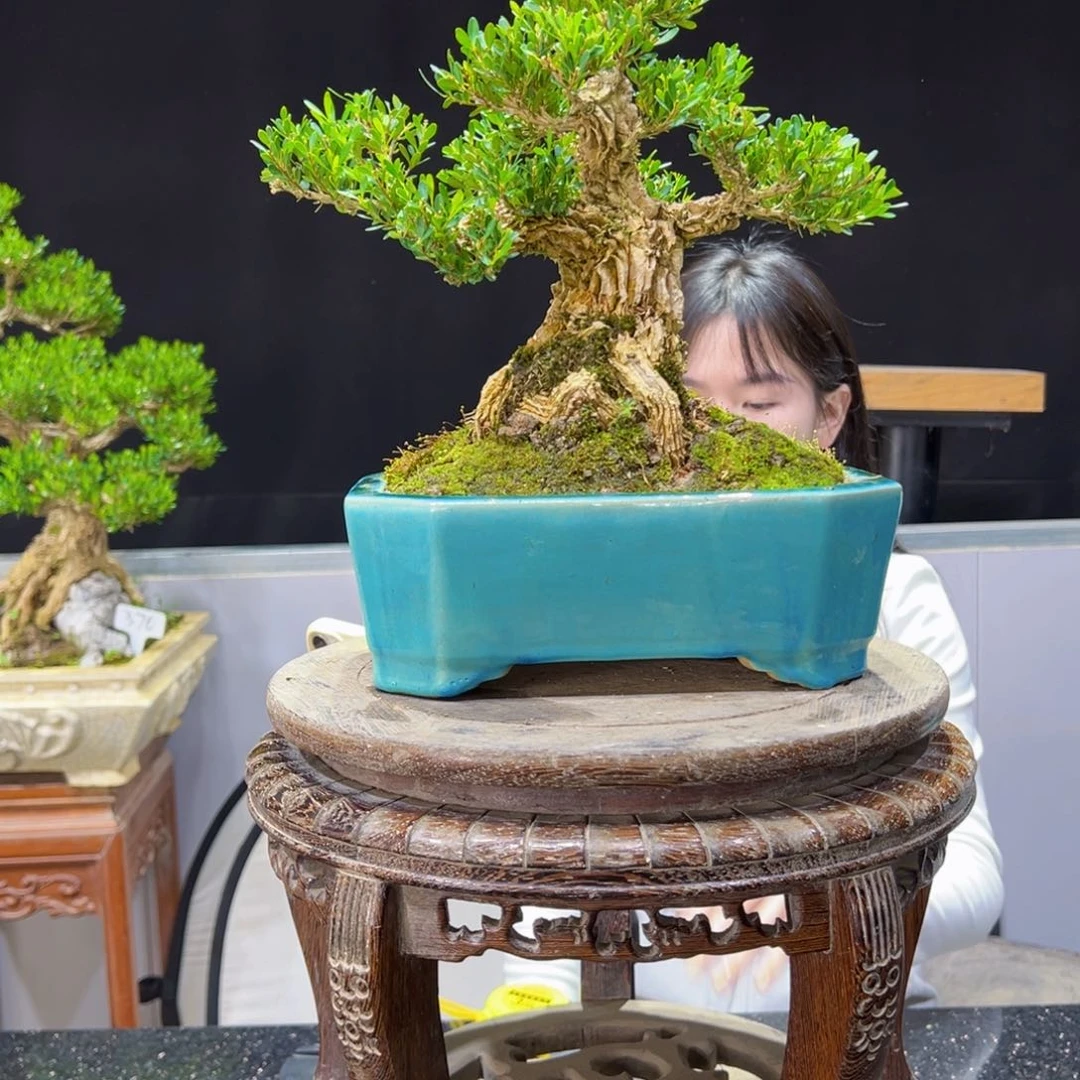 黄杨盆景老桩四季长青