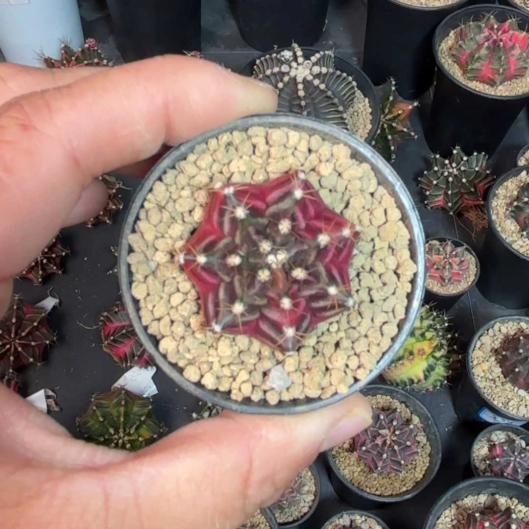 泰系乌贼仙人球实生500