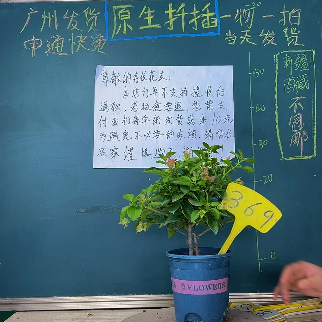 当前无花栽培后可以开花双杆 佩德罗369