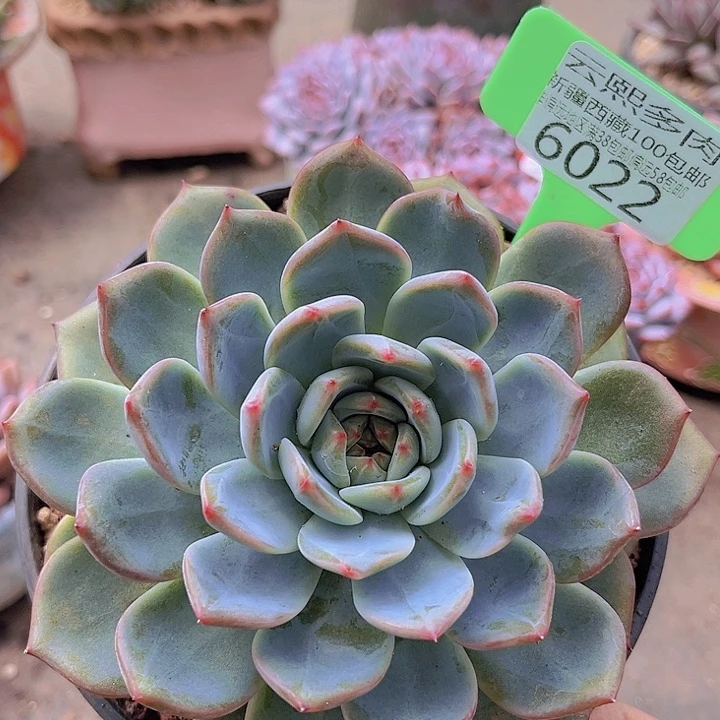 6022红鸾。