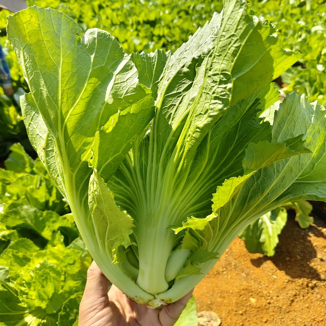 时令蔬菜新鲜当季广西现摘芥菜包心盖菜青菜可做酸菜精品蔬菜