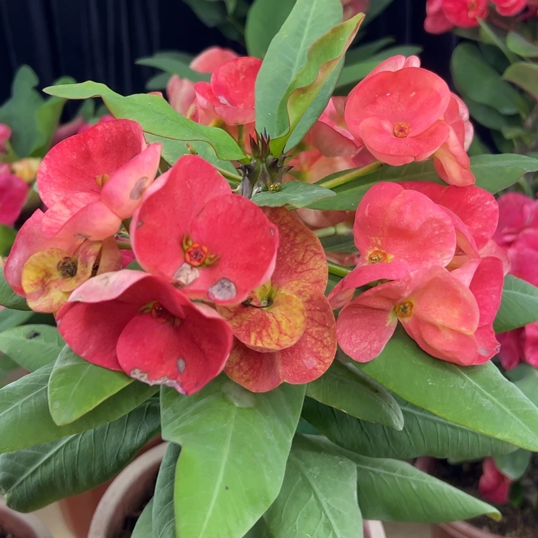 金满枝泰国大花虎刺梅