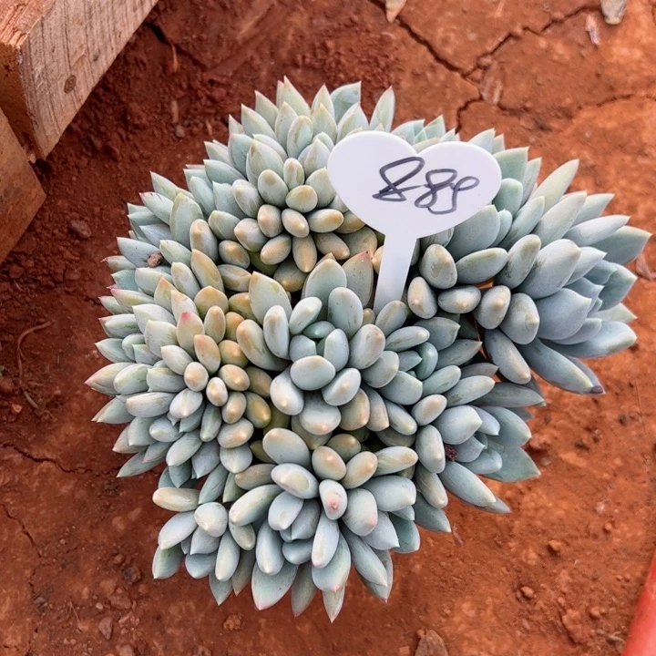 885胖美人追平平安安健健康康