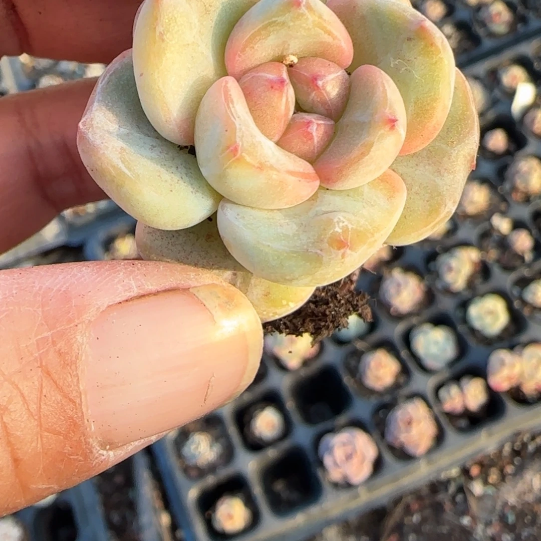 多肉小卡拉米糖心一物一拍