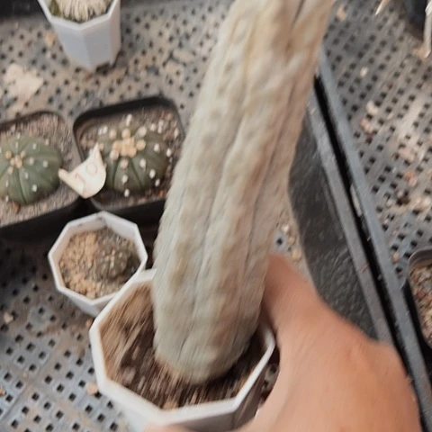 874水泥柱处理的是什么
