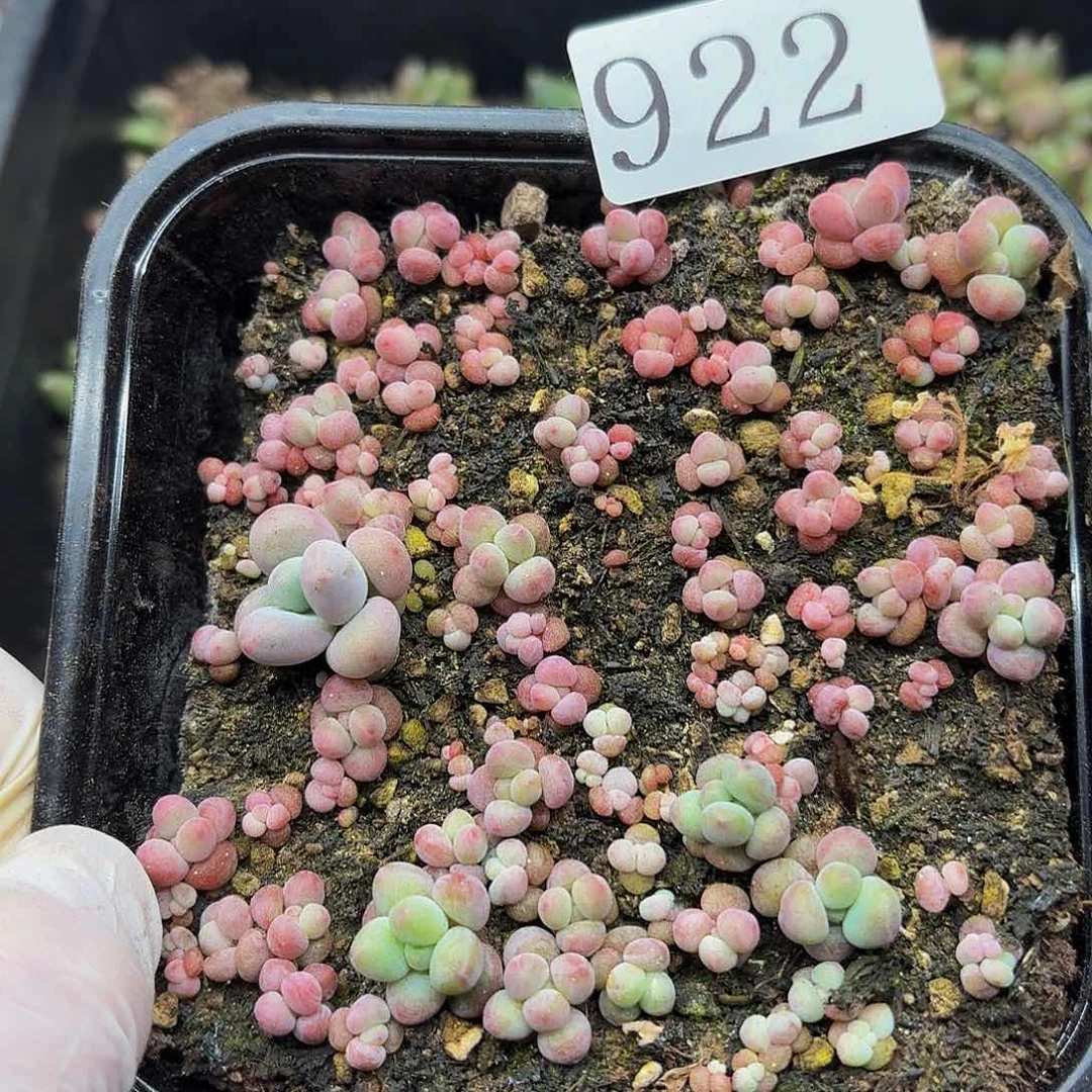 多肉植物多肉植物922