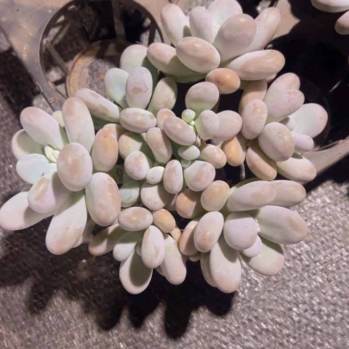 蛋黄奶平头自然群无砍