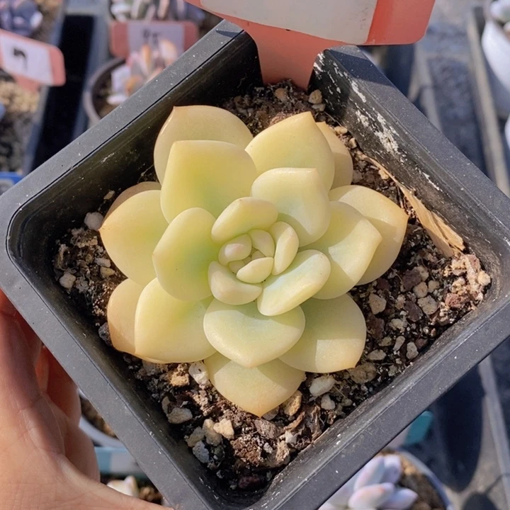 58号宽边星影锦11111