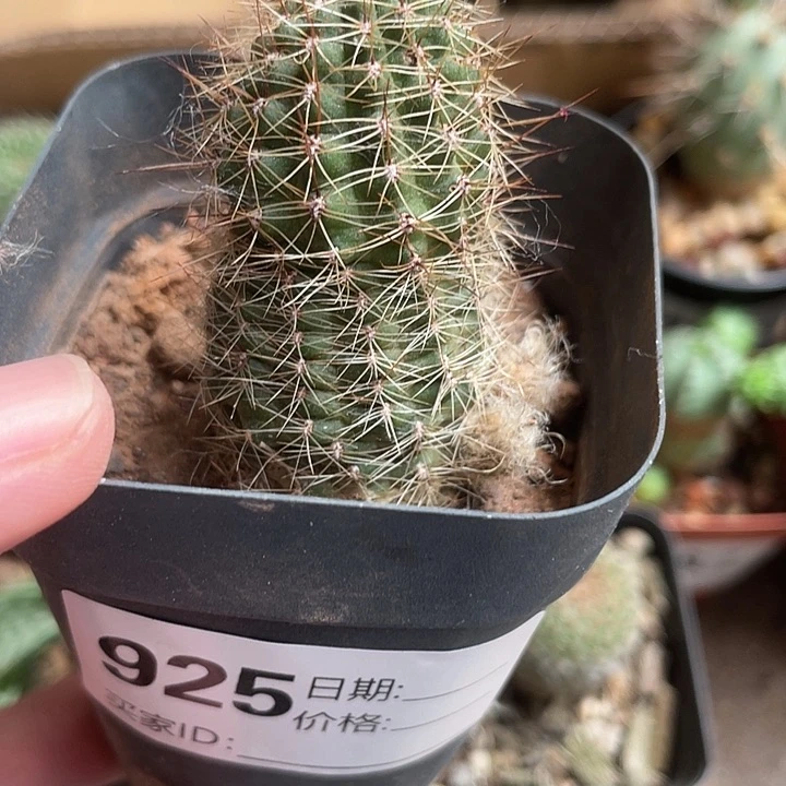 当前无花栽培后可以开花925仙人球开花植物