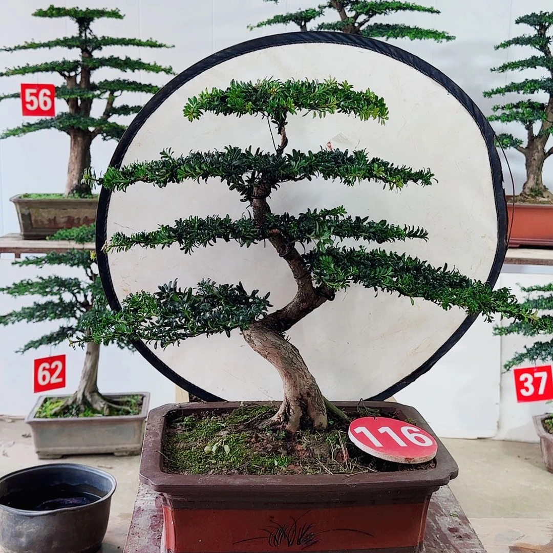 无花朵罗汉松盆景1111