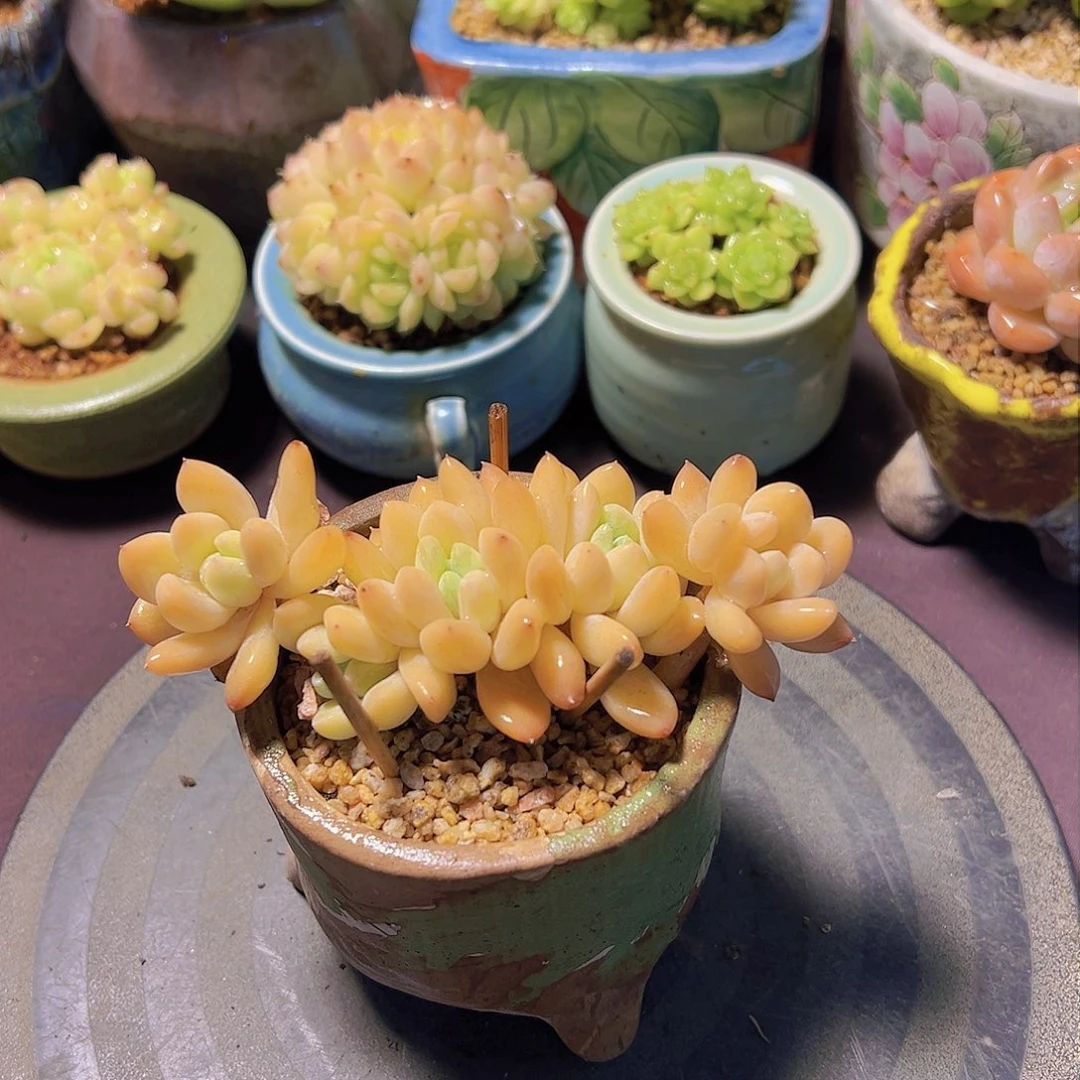 好****子阮玲玉，多肉植物，