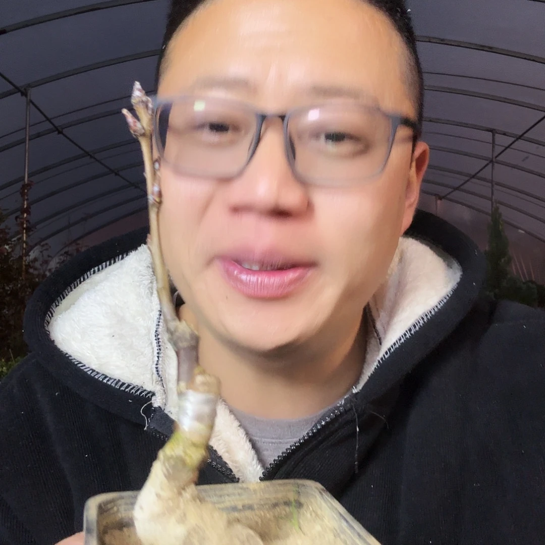 三***手当前无花朵，栽培后可花朵