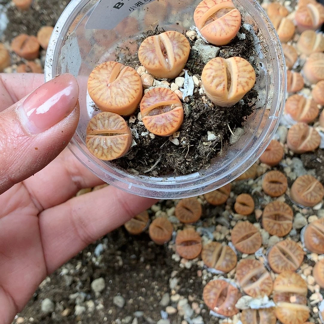 @****.B186多肉植物保护研究所