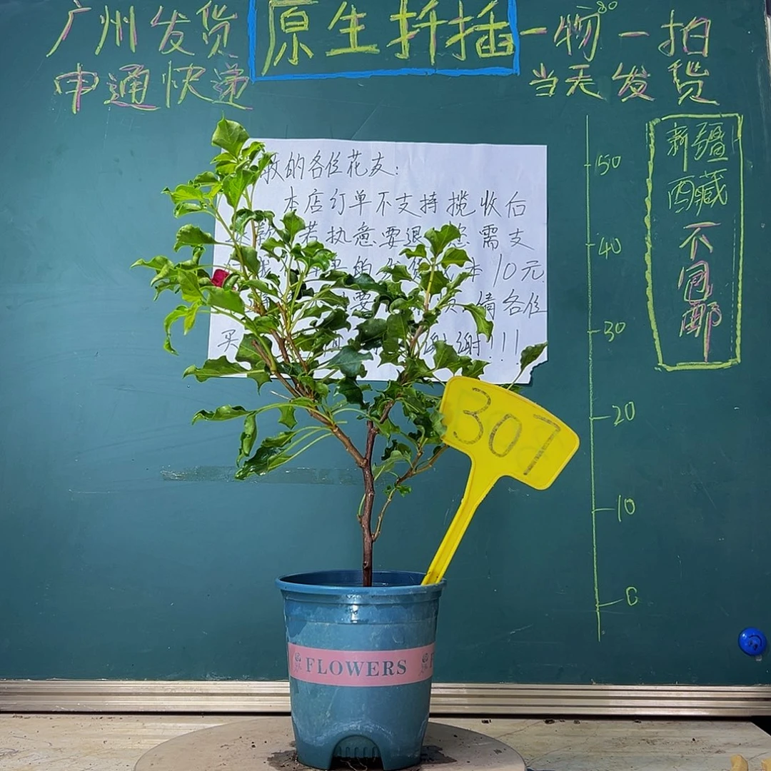 当前无花栽培后可以开花 蒙娜丽莎红  307