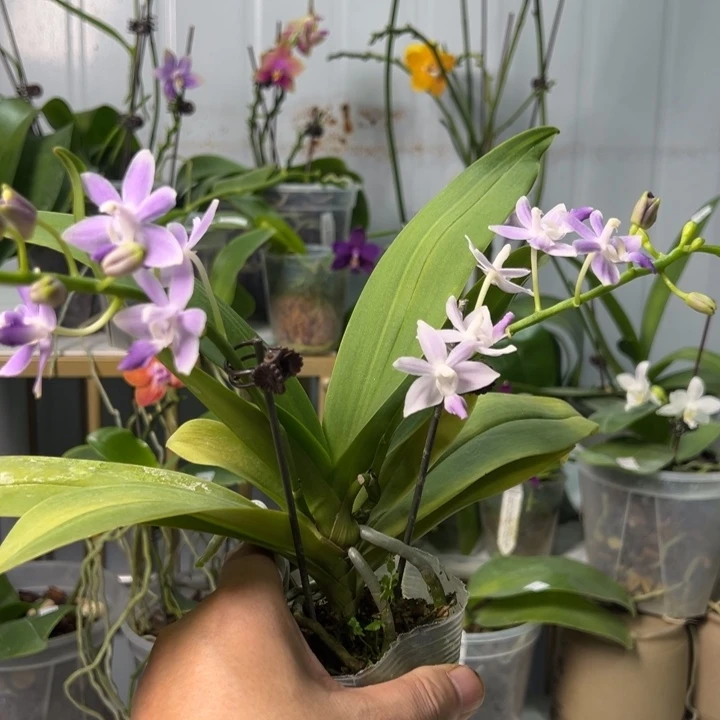 大部分开放少量花苞蓝星2.5寸双花剑