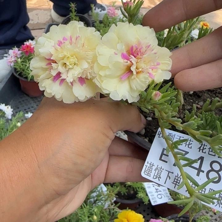 无花朵E748超小苗盆口10cm