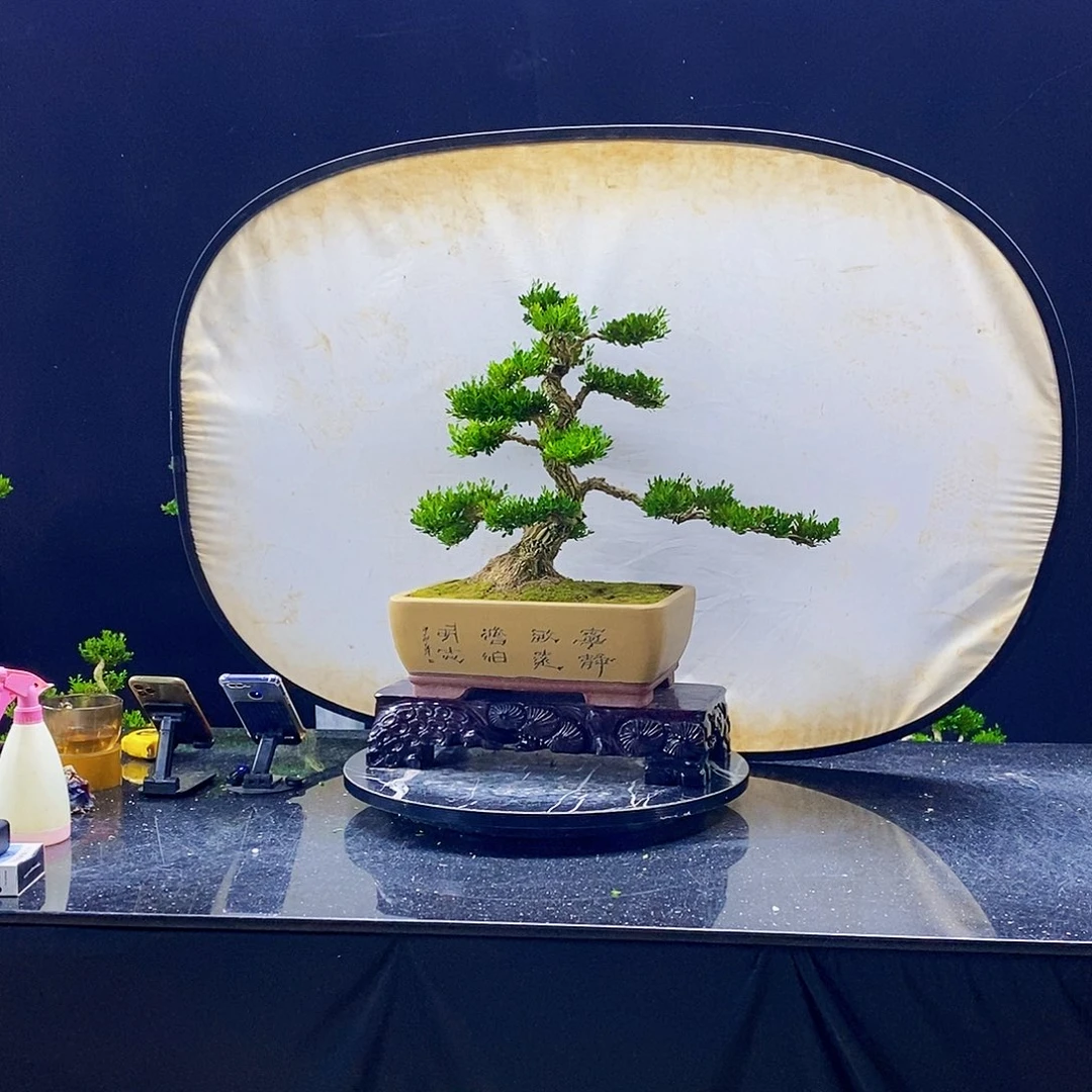 无花朵黄杨盆景造型