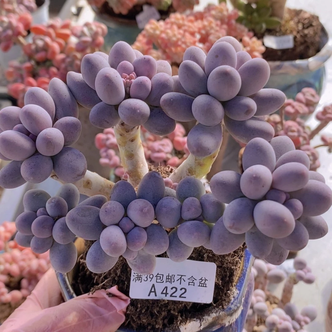 香水手指奶13cm422多肉