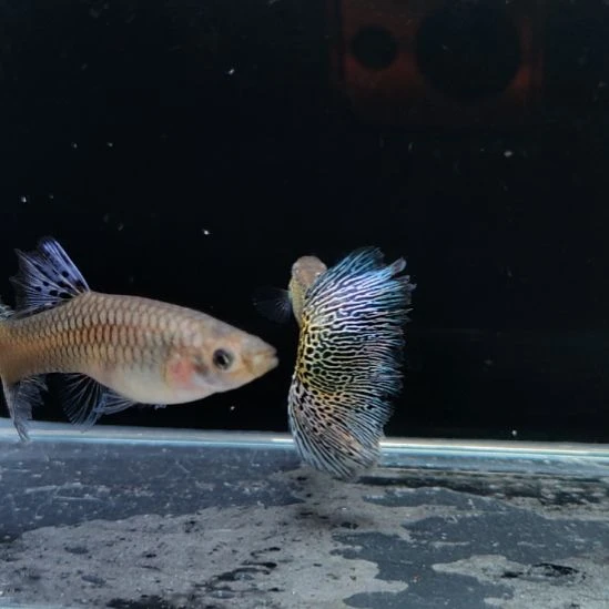 孔雀鱼银蛇一对种鱼