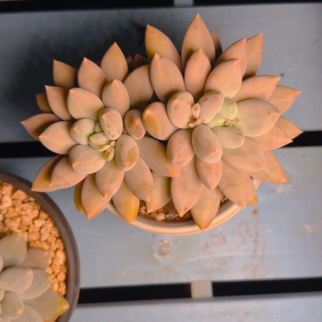 哥特双黄胖多肉11111111111