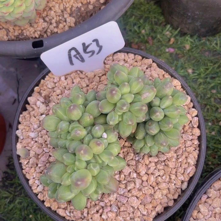 健健康康平平安安