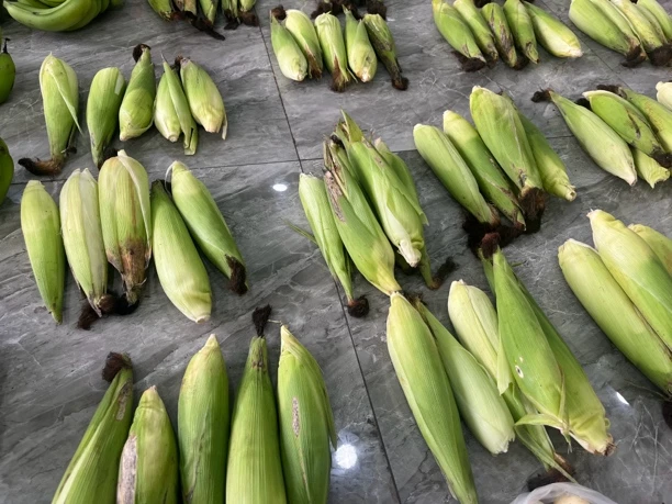 云南高山新鲜现摘甜糯玉米当季清甜香糯带壳美味苞谷