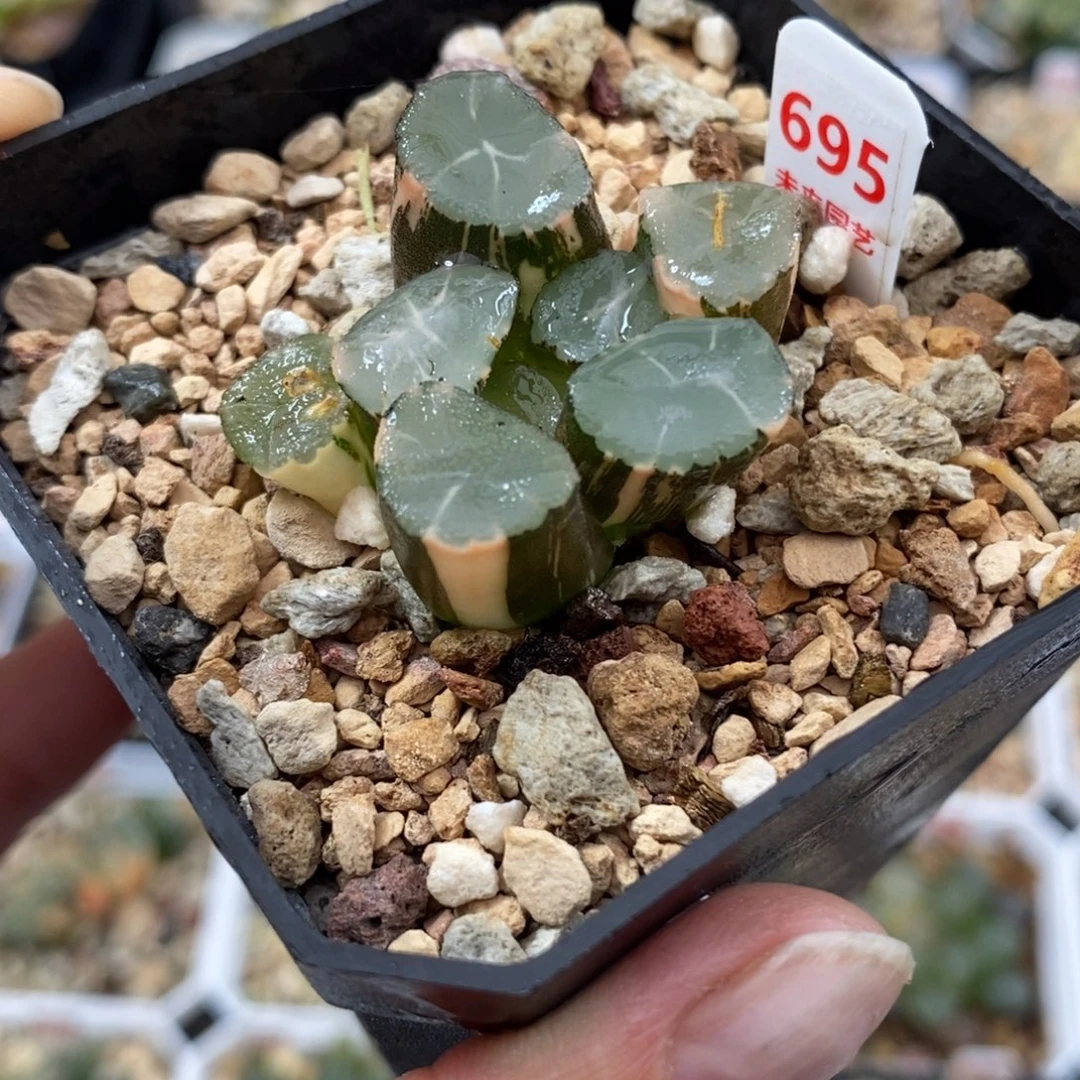 695山之翠万象锦一物一物