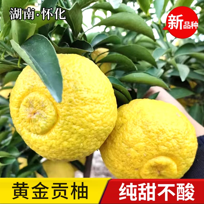 正宗洪江黄金贡柚湖南怀化安江纯甜春香金柚新鲜水果礼盒象山青