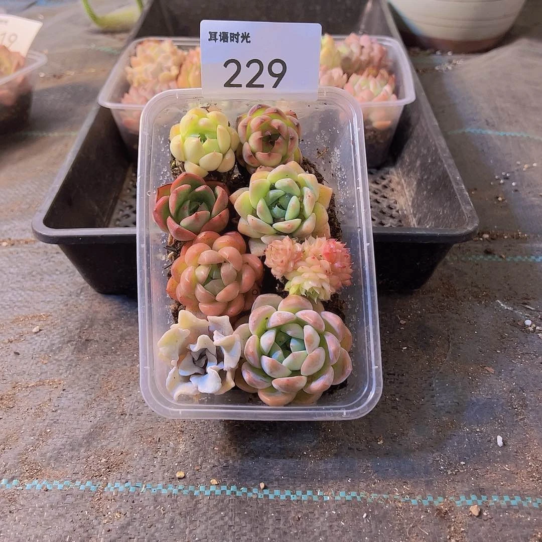 229.拼盘，多肉植物