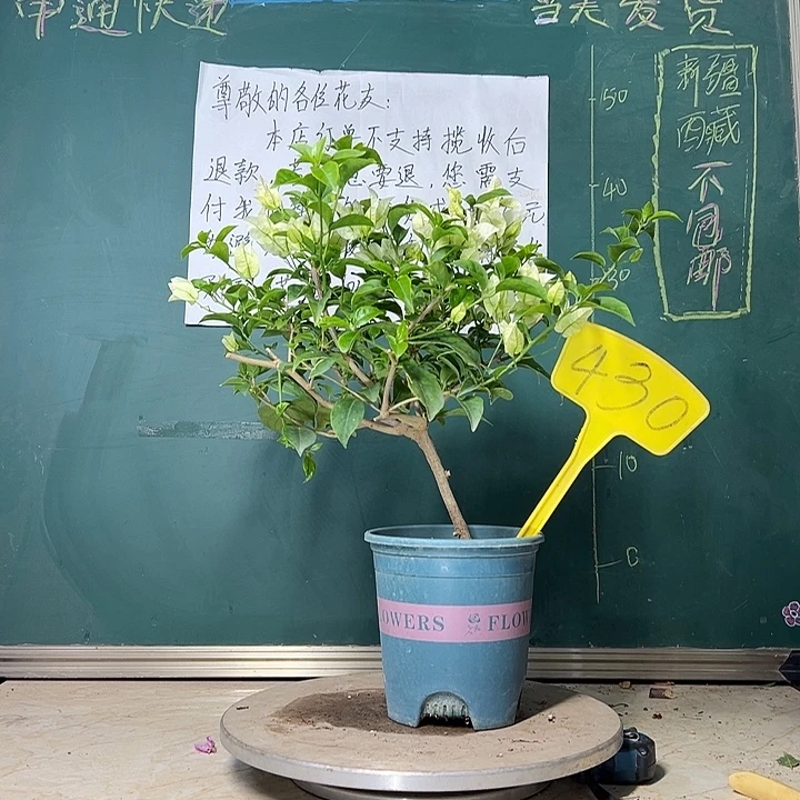 当前无花栽培后可以开花  白雪公主  430