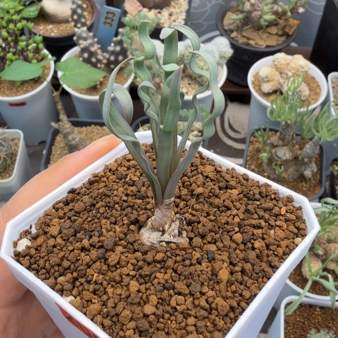 海带弹簧草206仙人掌