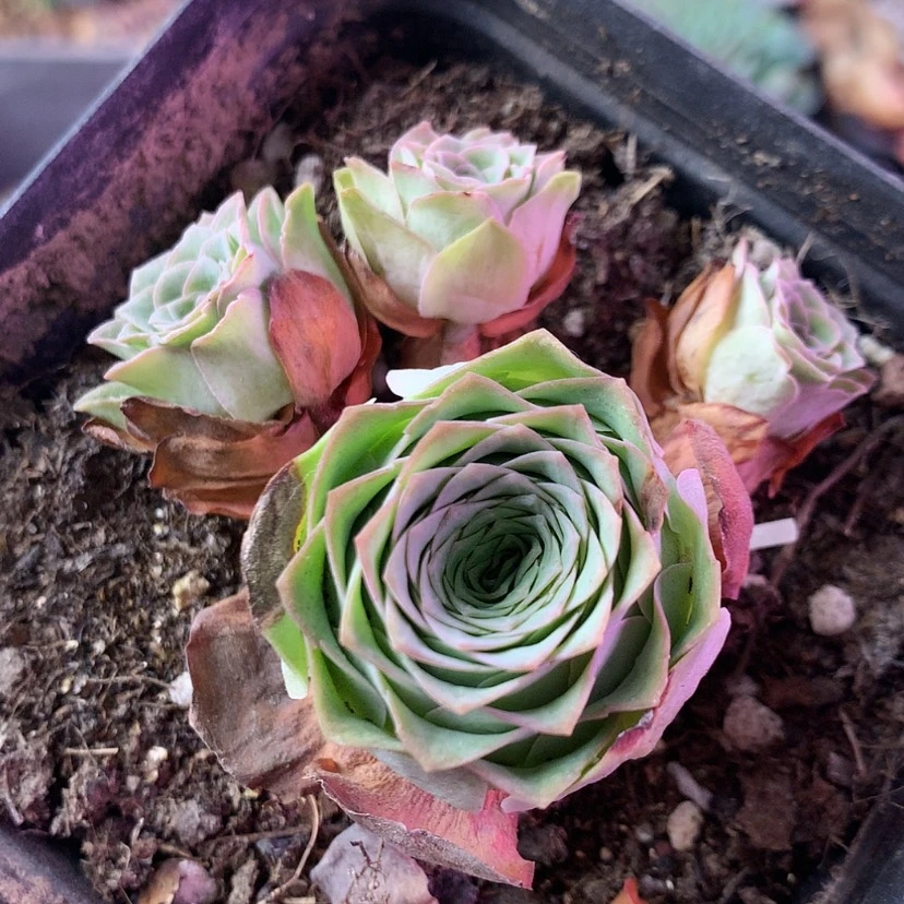 【闪购商品】福利689