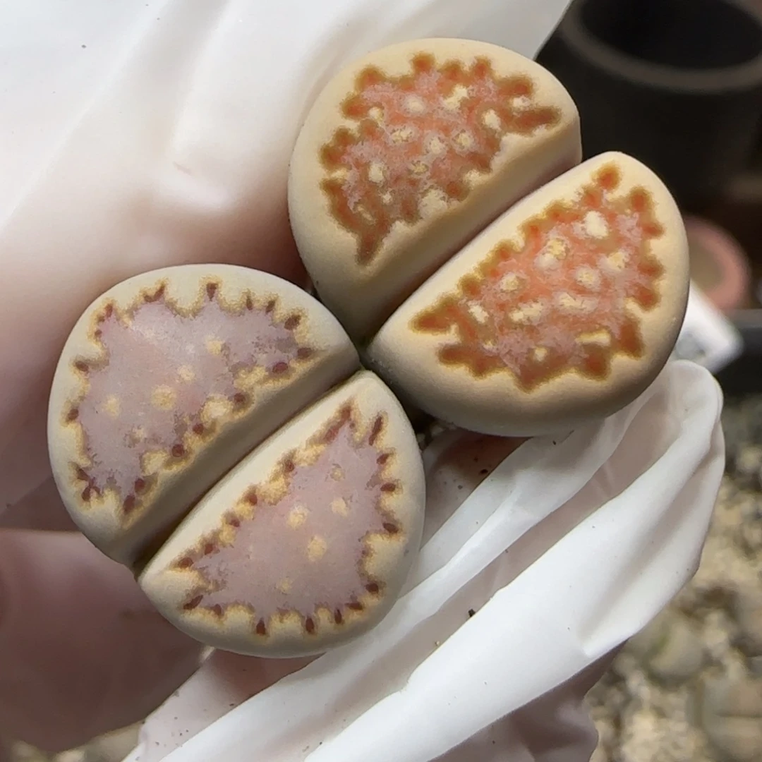 12.9.1621.013饼干.9013尺寸1.5cm右微腿