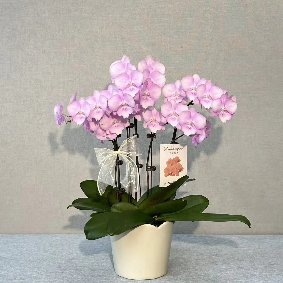 [神仙姐姐]蝴蝶兰 室内鲜花绿植 长花期好养耐养 源头基地直发