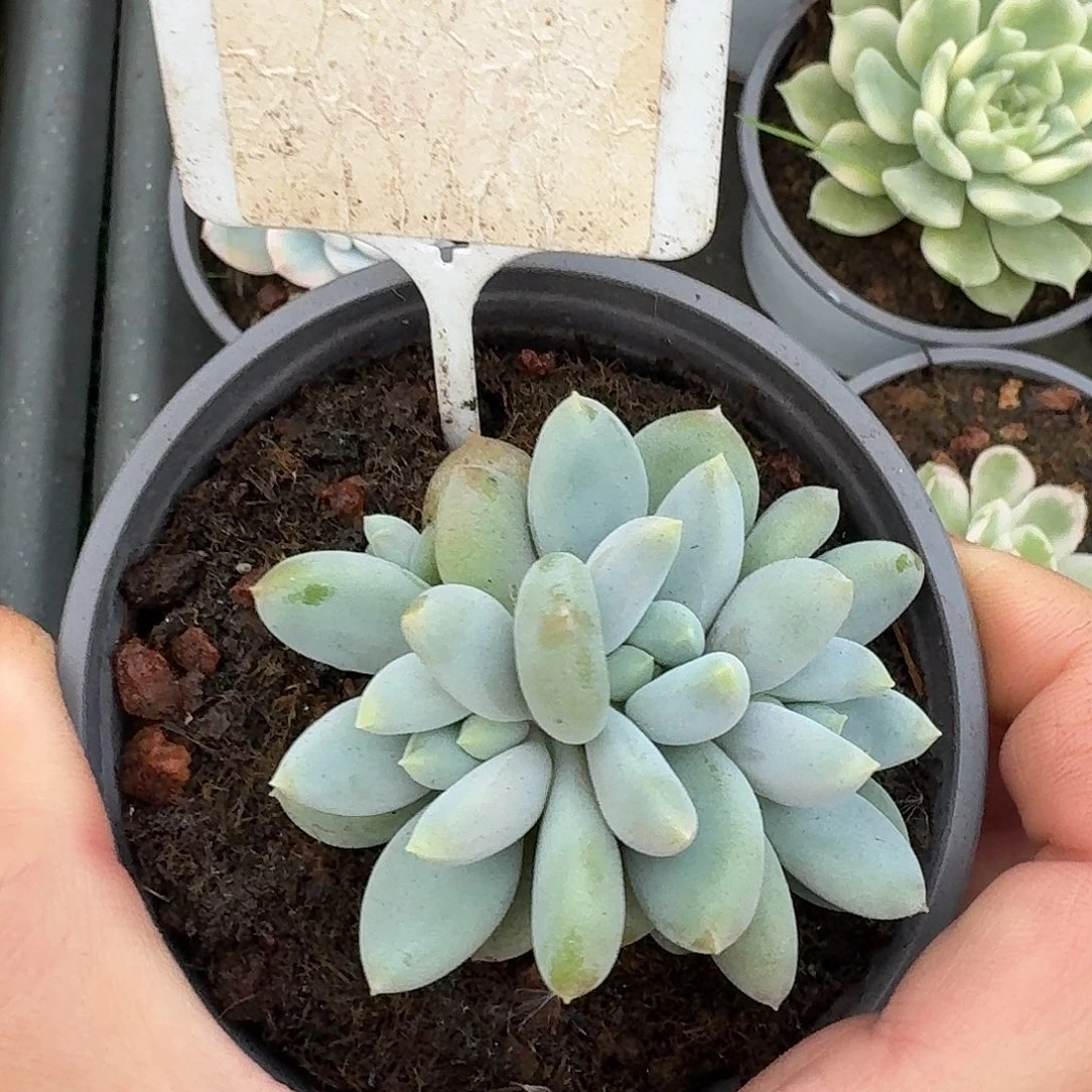 胖体哥特萝莉12345679910111213