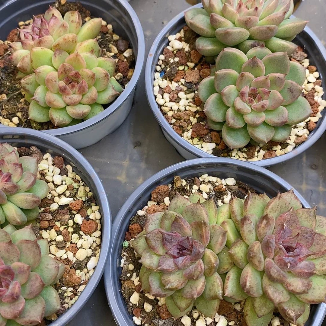 团。双头黑水晶玫瑰。福利多多