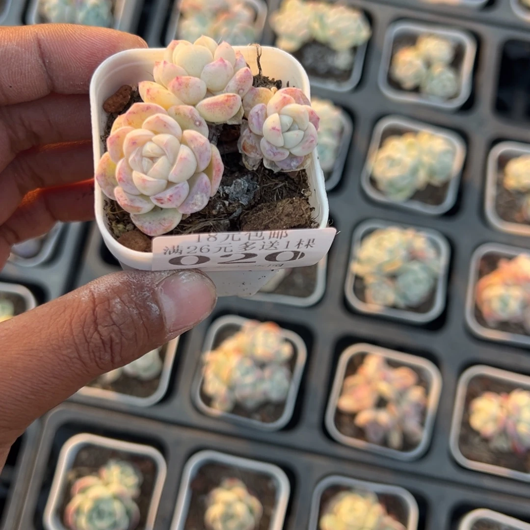 微***漪020号三头雪媚娘一物一拍满18包邮