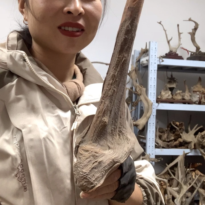 奔***风木崖柏毛料太行板根